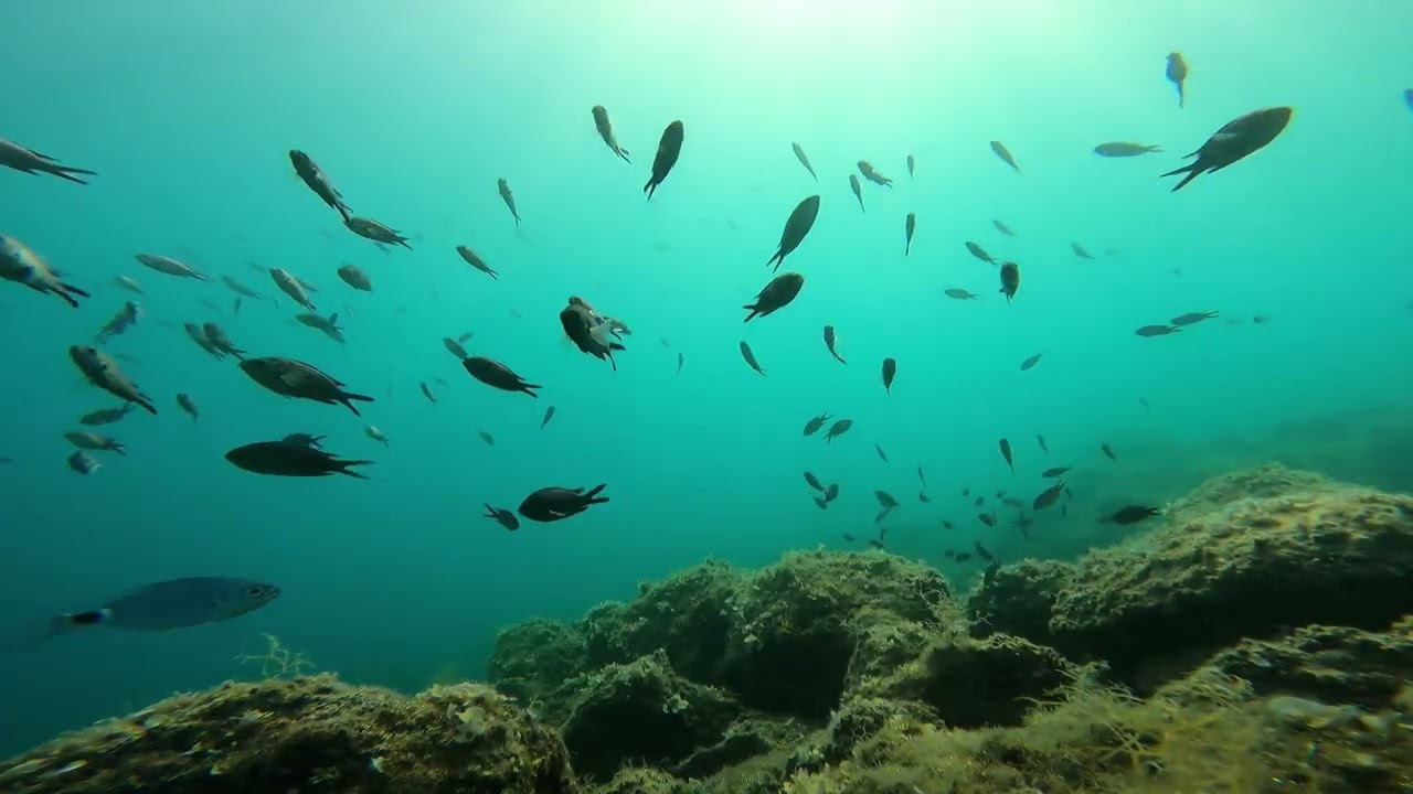 Underwater, undersea strange sounds  - Neobični zvukovi pod morem