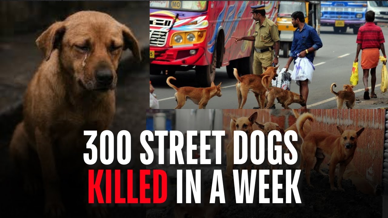 Votes Over Lives: 300 Stray Dogs Killed In Telangana Villages | What Really Happened