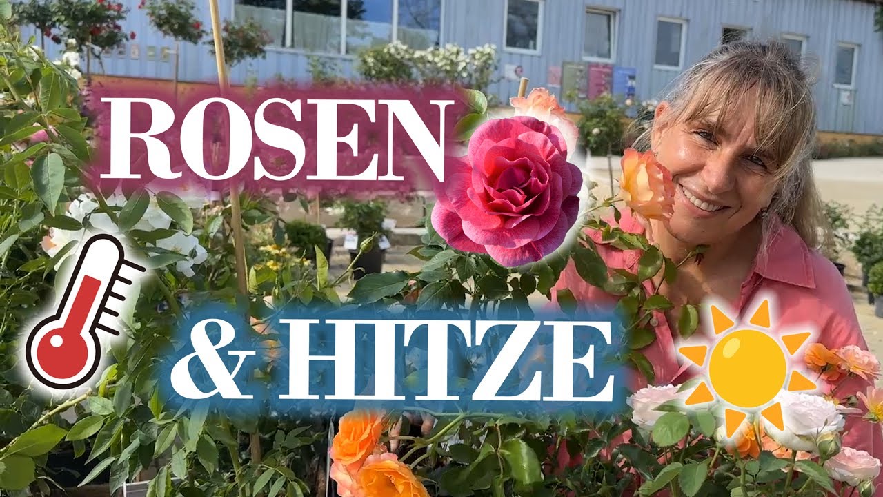Meine ROSEN lassen Köpfe hängen & ächzen unter der HITZE ☀️ Der BESTE TiPP: ... 💚🌹💚