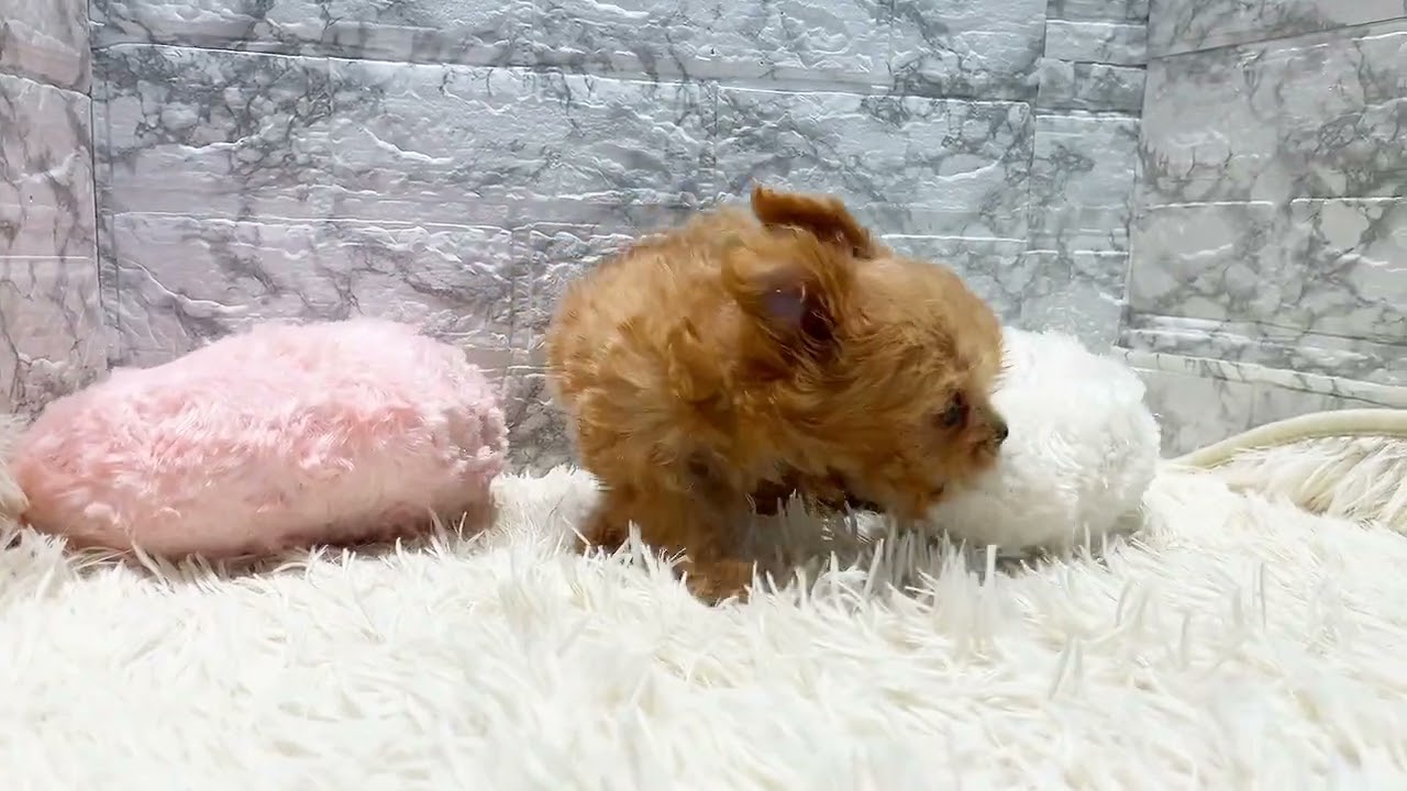 199056　ハーフ（マルチーズ×チワワ）　ペットショップ犬の家＆猫の里香久山店