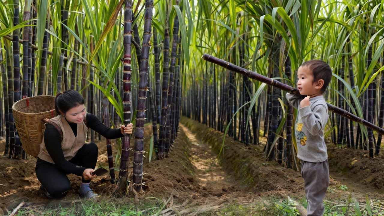 Harvesting the Giant Purple Sugarcane Garden to Sell at the Market - Cooking Food for the Piglets.