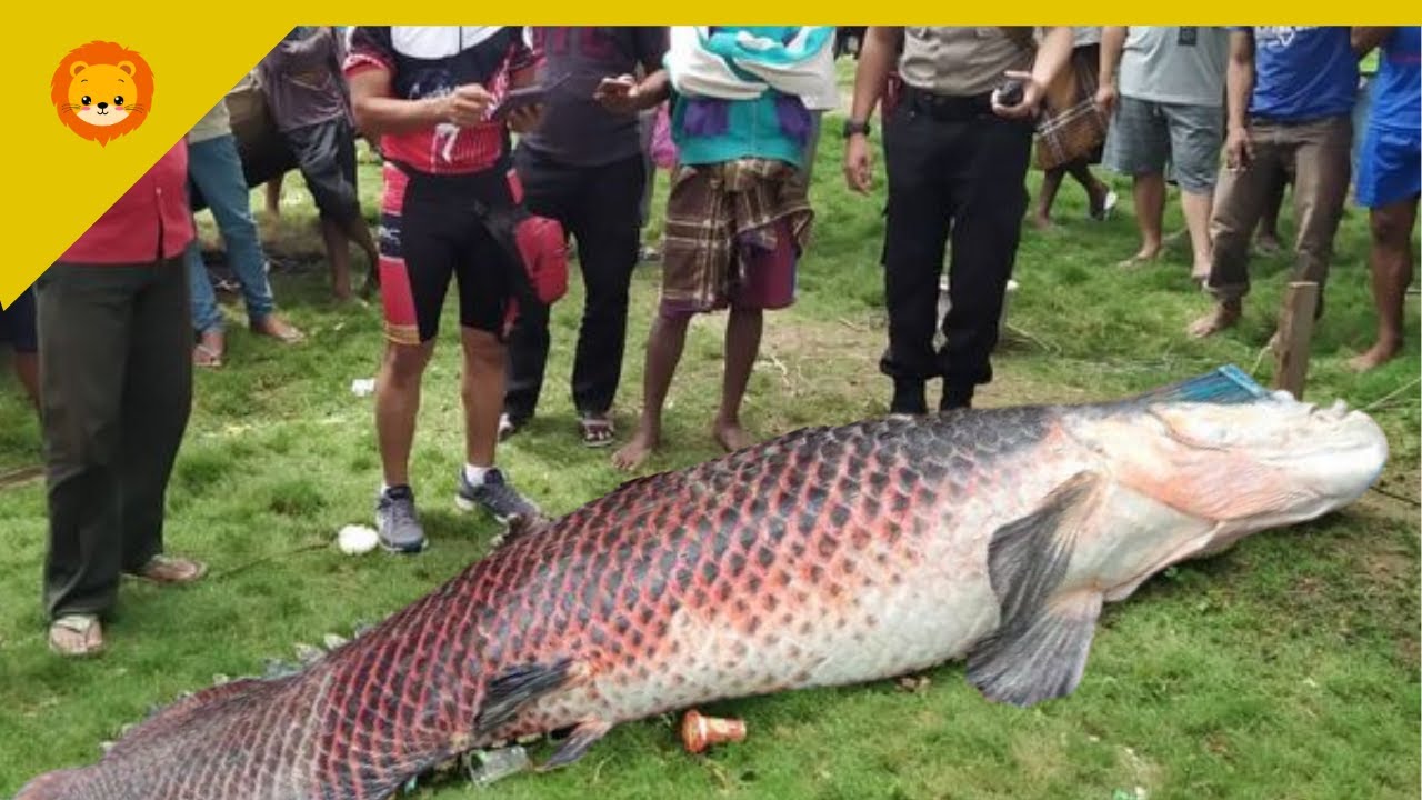 IKAN AIR TAWAR TERBESAR DI DUNIA