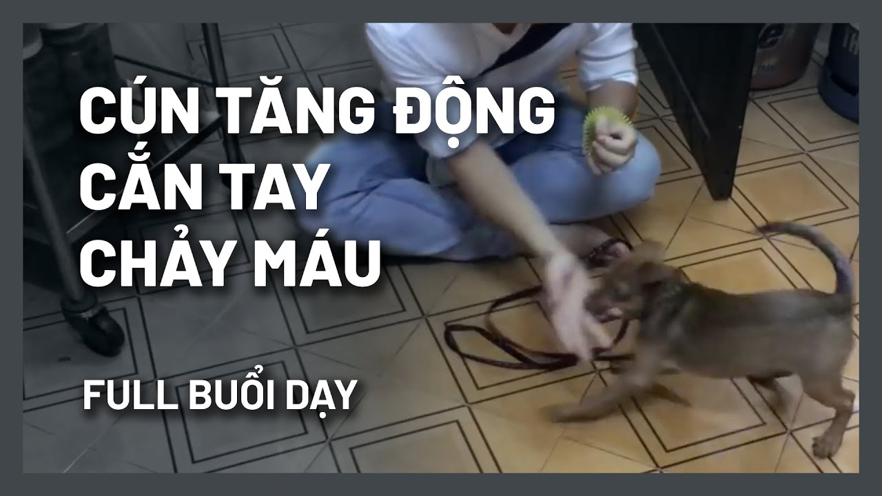 Chó cắn tay - tăng động - Full bài dạy 1 buổi | BossDog
