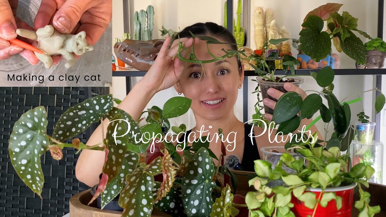 What’s up with my Hoya freckles?? So much to propagate, so little time. Plant chores Ep.26