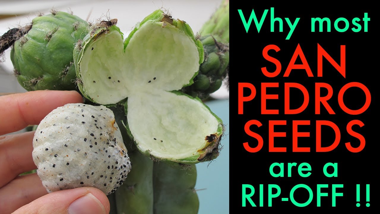 Why most San Pedro cactus seeds are a rip-off (Trichocereus Pachanoi)
