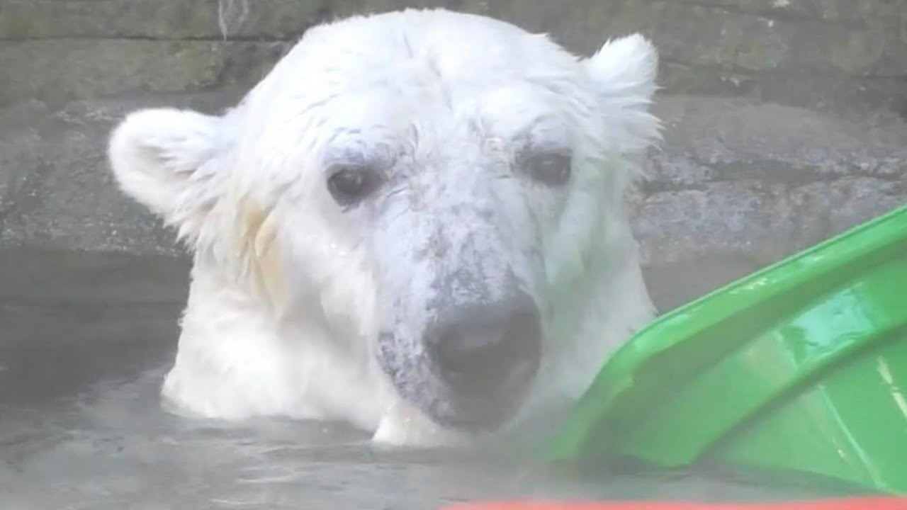 しろくまピース♪おもちゃいっぱいのプール遊び♡とべ動物園にて
