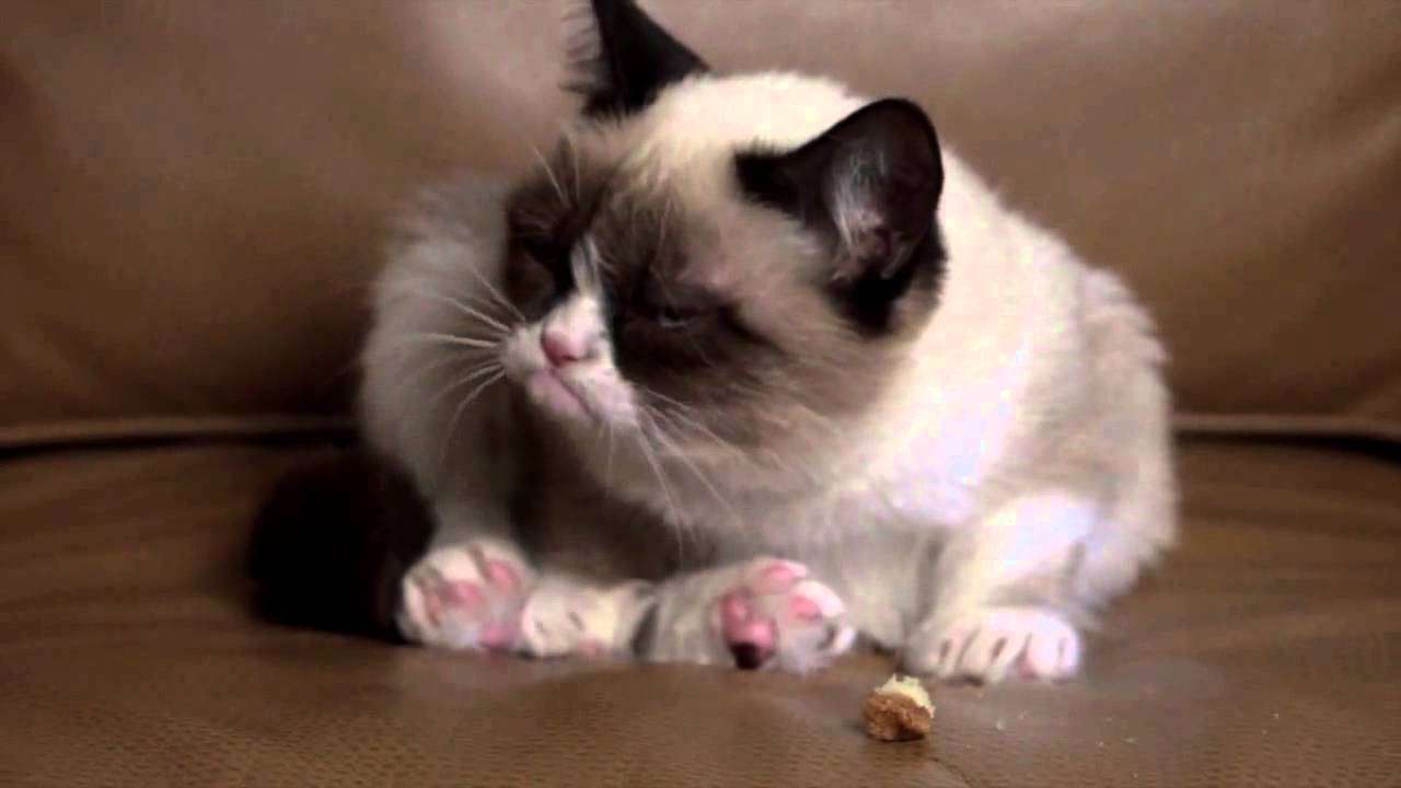 Tardar sauce (A.K.A. Grumpy cat)