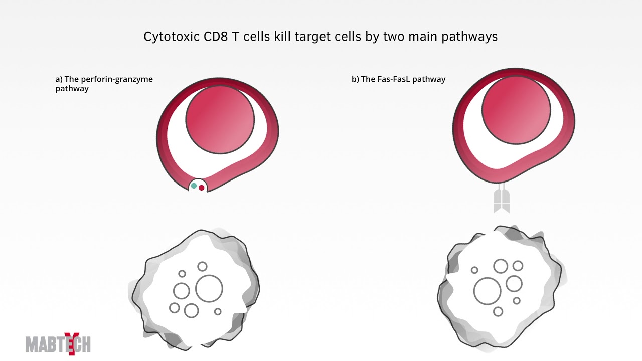 Mabtech AB Lecture on Adaptive Immunity