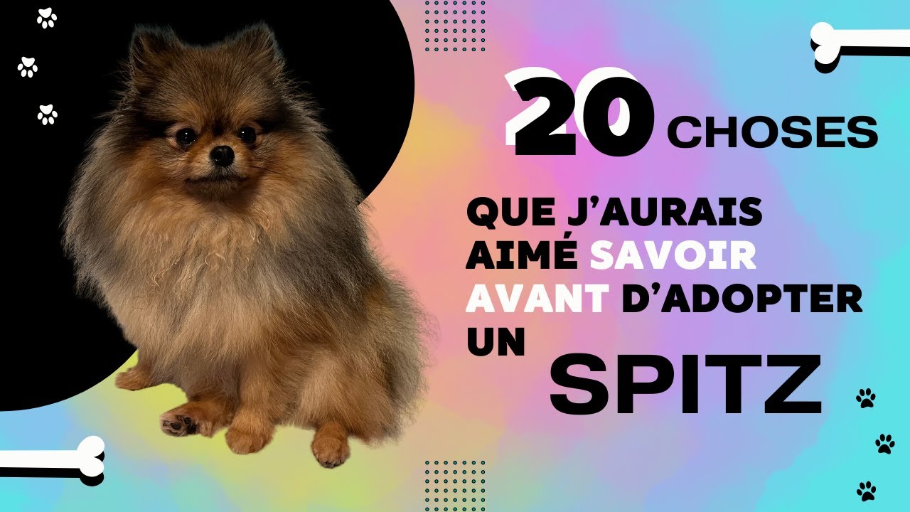 🐶 Ce que j'aurais aimé savoir avant d'adopter un Spitz 🐾 : ✦ 100% #POMERANIAN