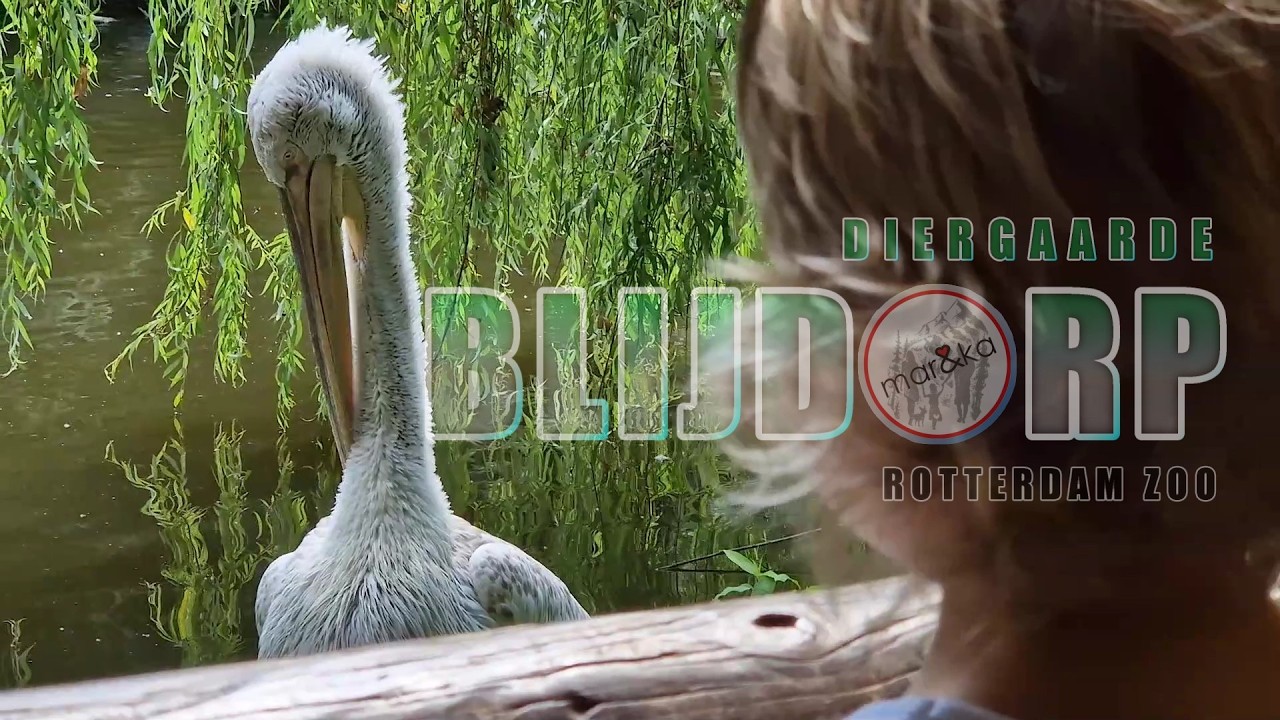 Diergaarde Blijdorp Rotterdam ZOO 🦁🌿 | Rodzinny dzień wśr&oacute;d zwierząt | 🇳🇱 Holandia