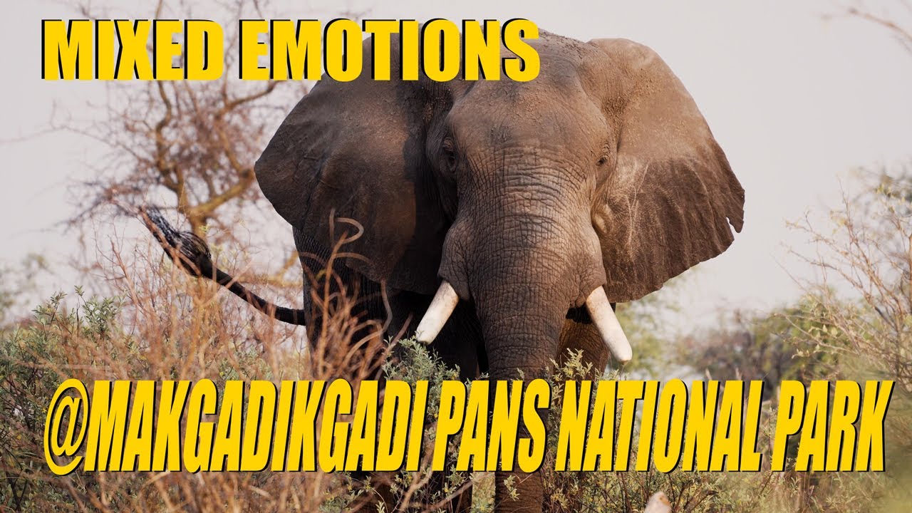 Botswana Overland Part 3 | Mixed Emotions at Makgadikgadi Pans National Park