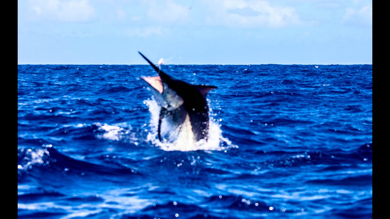1200lb Black Marlin Cairns Grander Hot Shot Charters