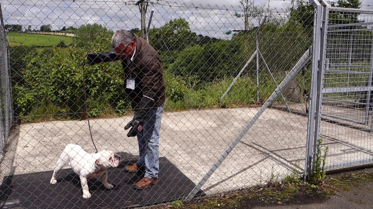 Dog Behaviour Assessment (2018) - Dog Expert Witness - Nick Jones MA