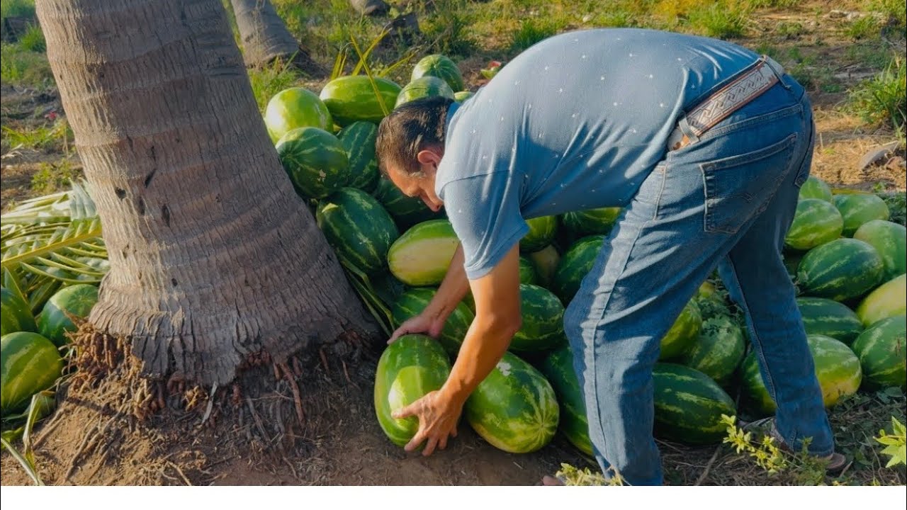 PRIMER CORTE DE SANDÍA 🍉 