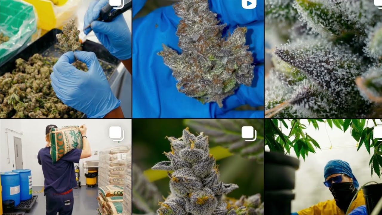 LOT420 medical cannabis update!!!