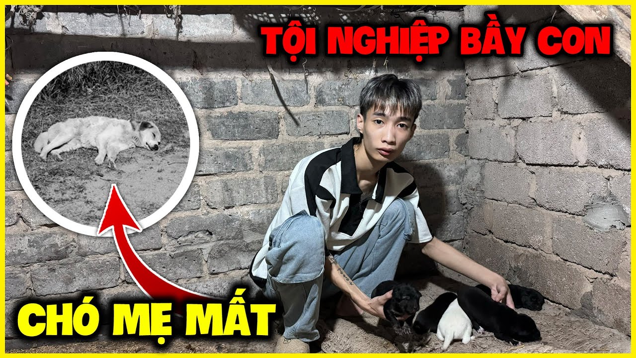 Đức Mõm | Chó Mẹ Mất Để Lại Bầy Con Mới Sinh, Tội Nghiệp !!!