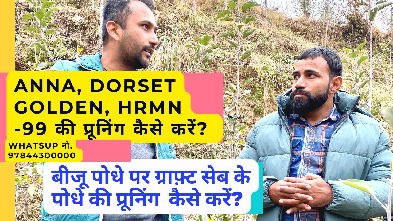 सीडलिंग पर ग्राफ़्ट सेब के पोधो की प्रूनिंग कैसे करें ?Training/ Pruning of Apple Tree on Seedling ?