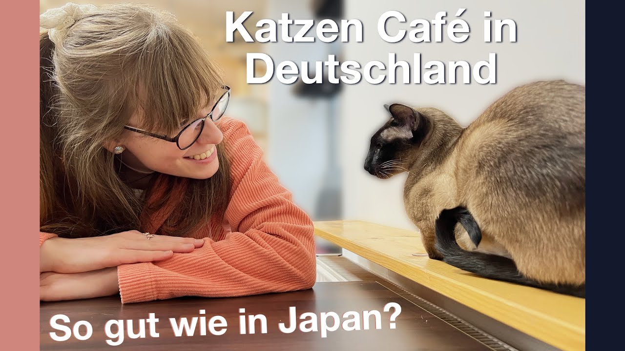 Katzen Café in Deutschland ~ so gut wie in Japan?