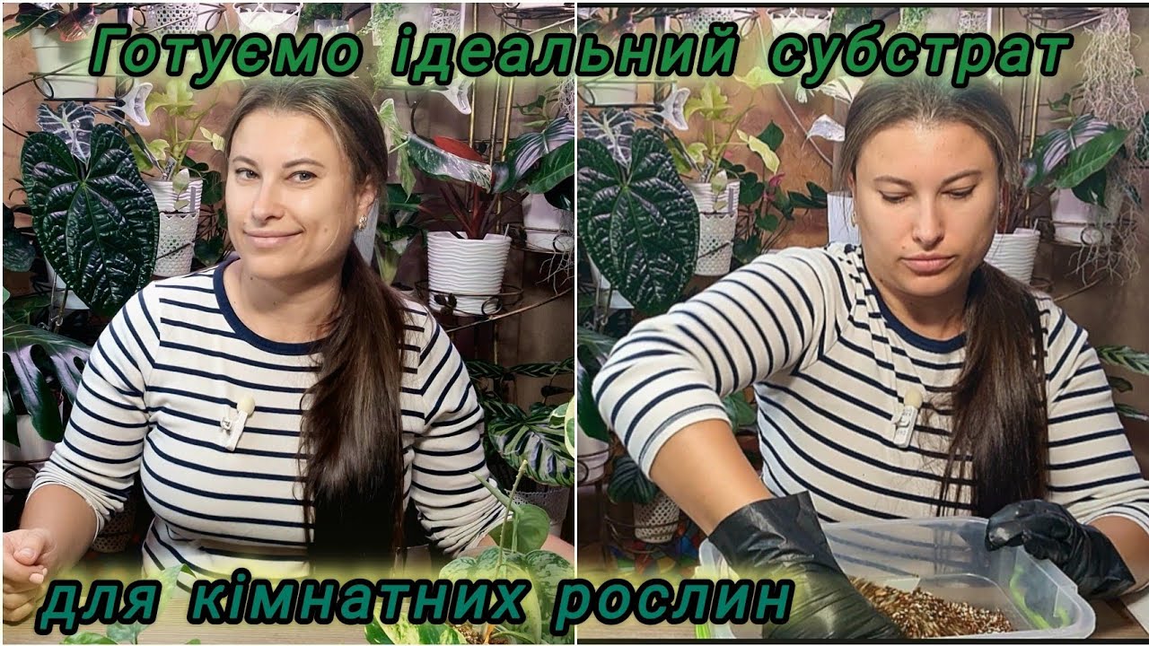 Мій ідеальний субстрат для кімнатних рослин.  Посадка черенків