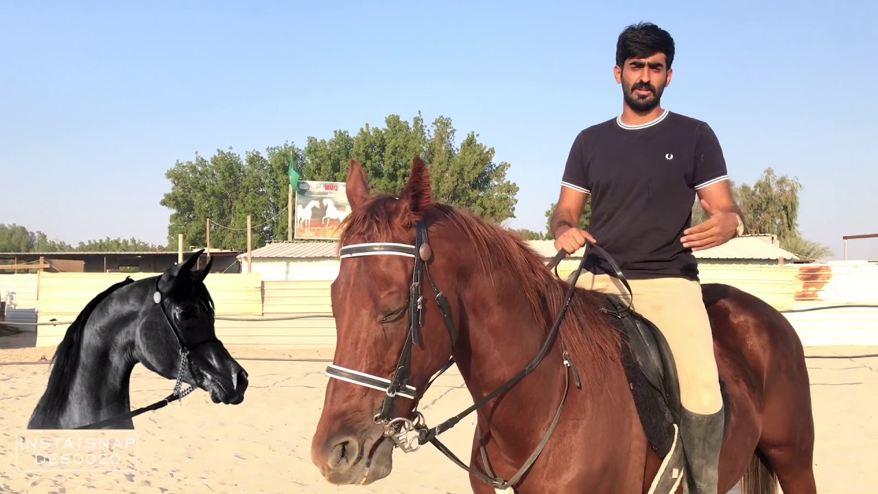 سلسلة اساسيات ركوب الخيل 2 - طريقة الثبات على ظهر الجواد - تروت ( خبب ) النصري الجزء الثاني