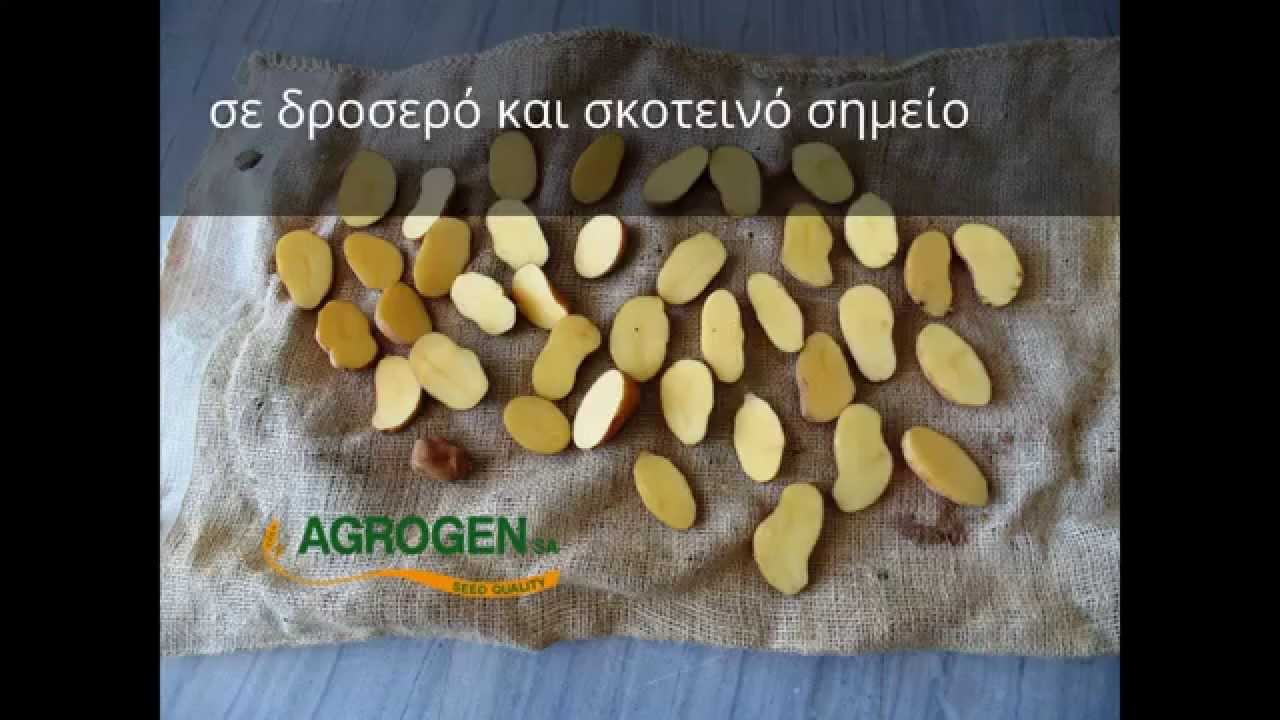 Σπορά πατάτας σε 4 λεπτά