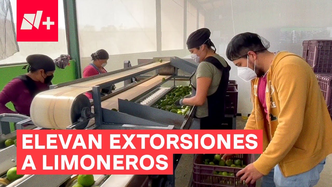Crimen organizado eleva extorsiones a los limoneros de Michoac&aacute;n - N+
