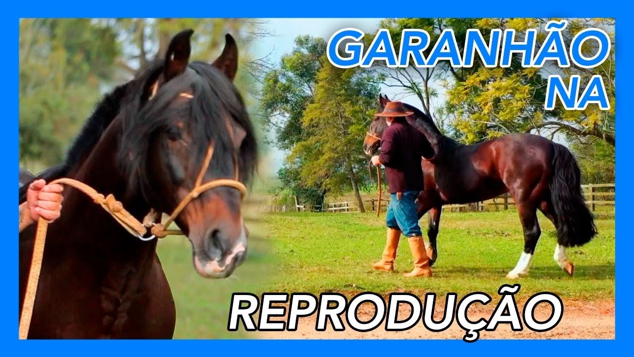 Cavalo Crioulo na Central de Reprodução Schmit e Gonzales