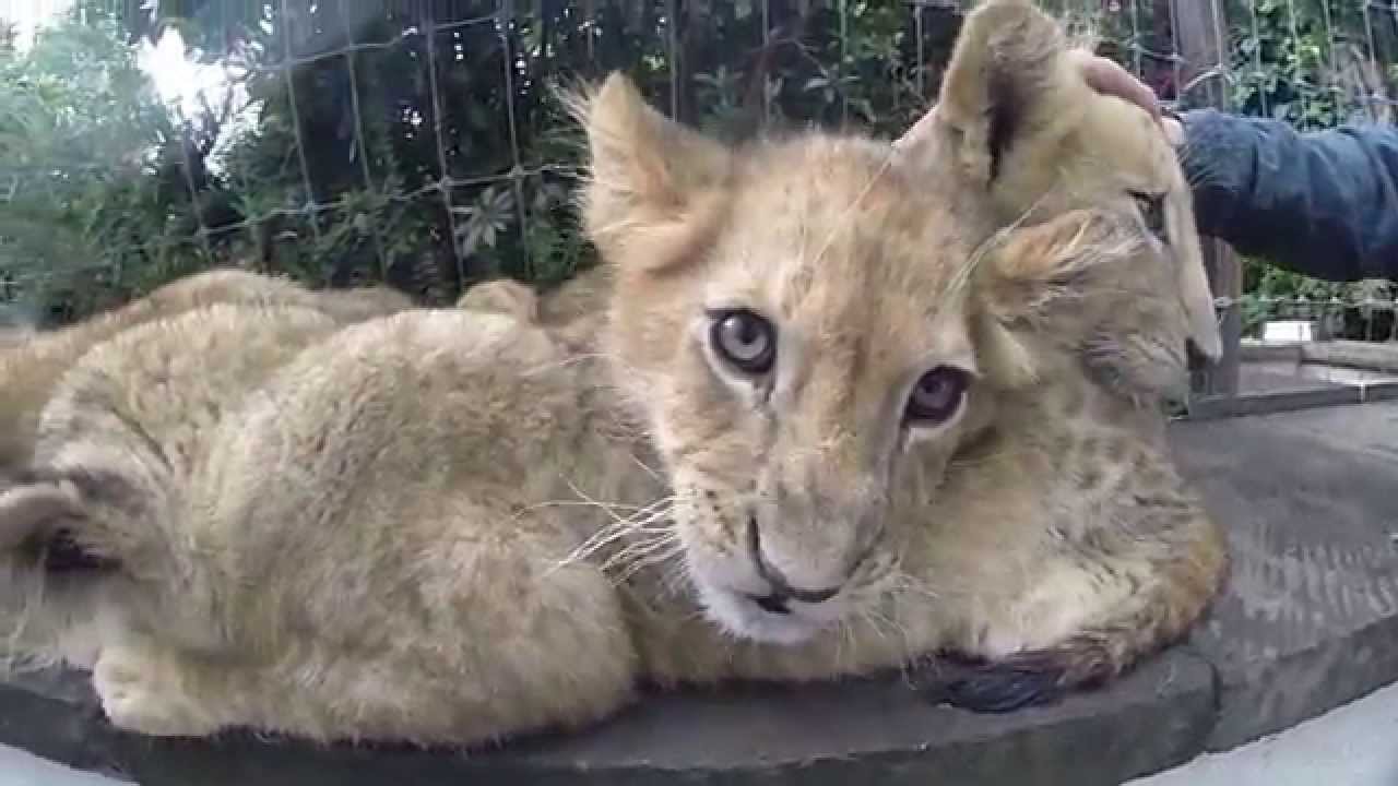 Black Jaguar White Tiger Part 3