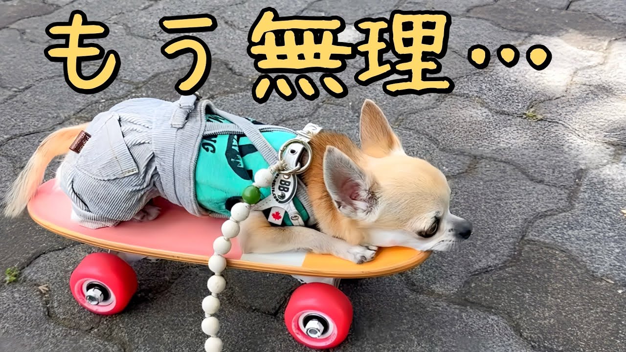 スケボー大好きなチワワのパピコさん、休憩中もこんな感じです。