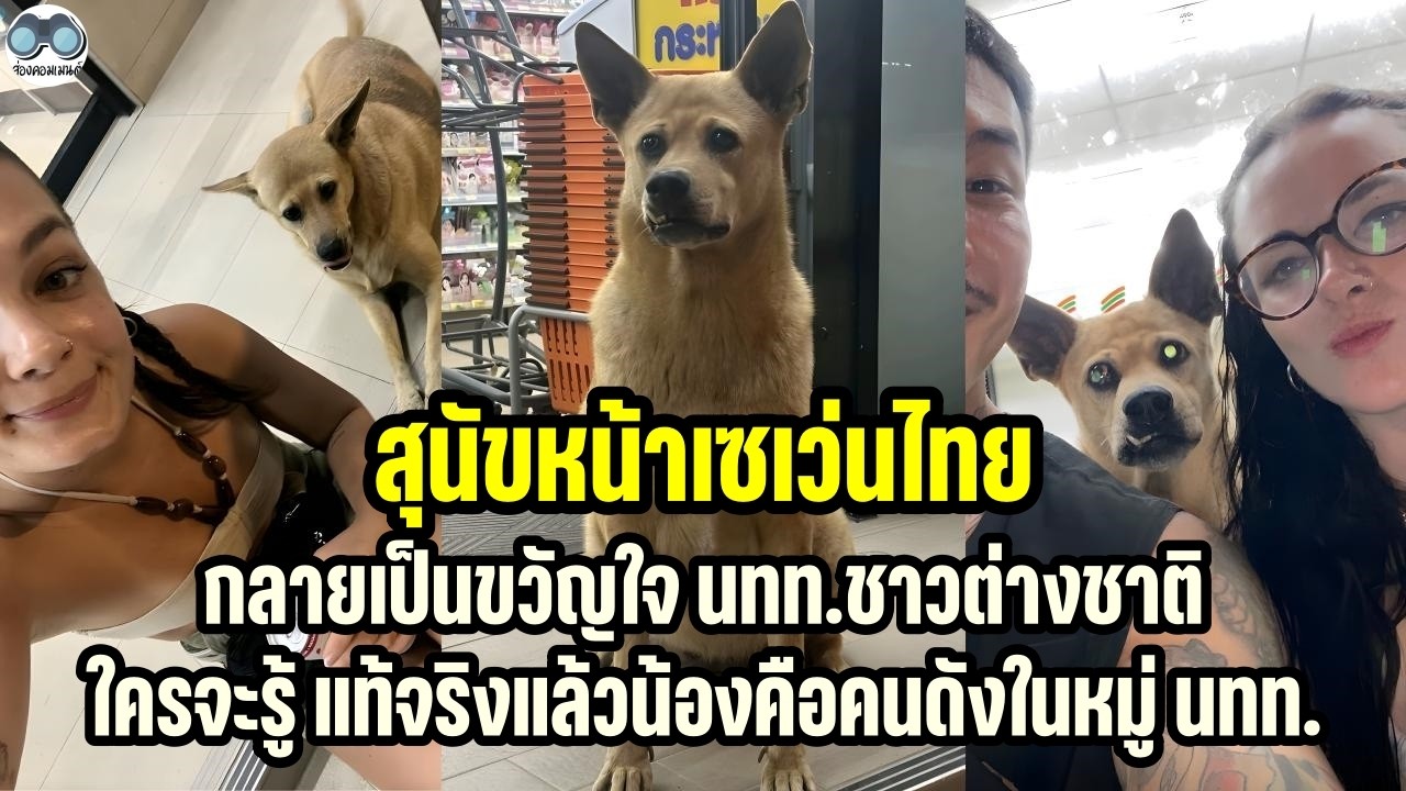 [คอมเม้น] น้องหมาหน้าเซเว่นไทย กลายเป็นขวัญใจนักท่องเที่ยวชาวต่างชาติ