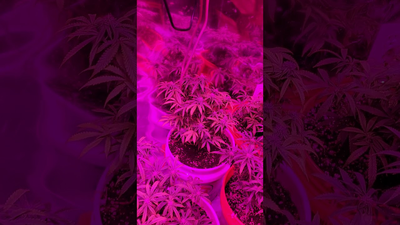 fucking incredible grow