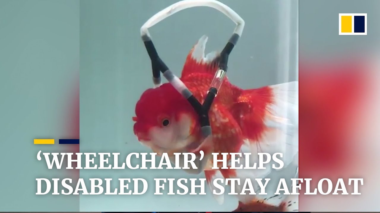 Owner builds ‘wheelchair’ to help disabled goldfish stay afloat