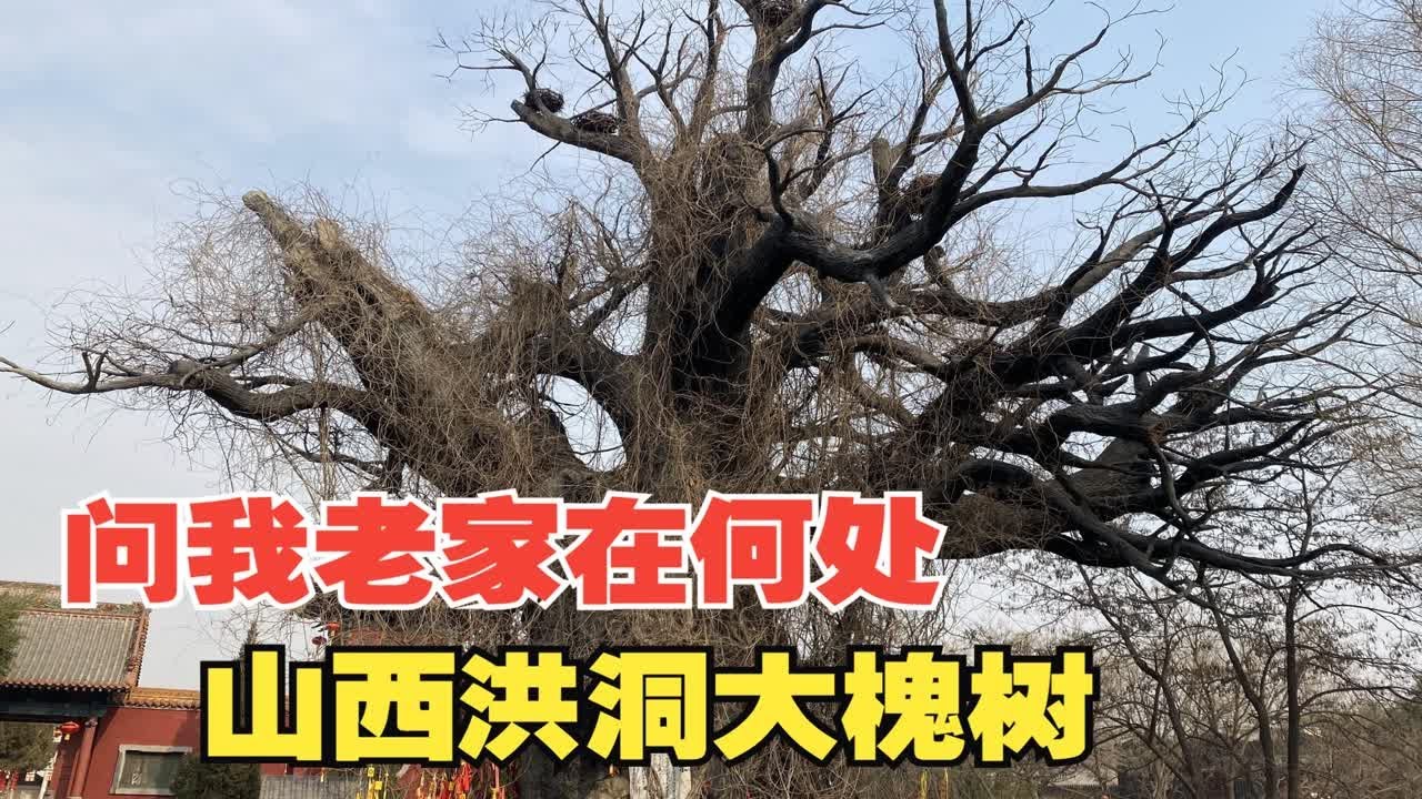 实拍山西洪洞大槐树，1230个姓氏的老家在这里，快来看看有没有你？