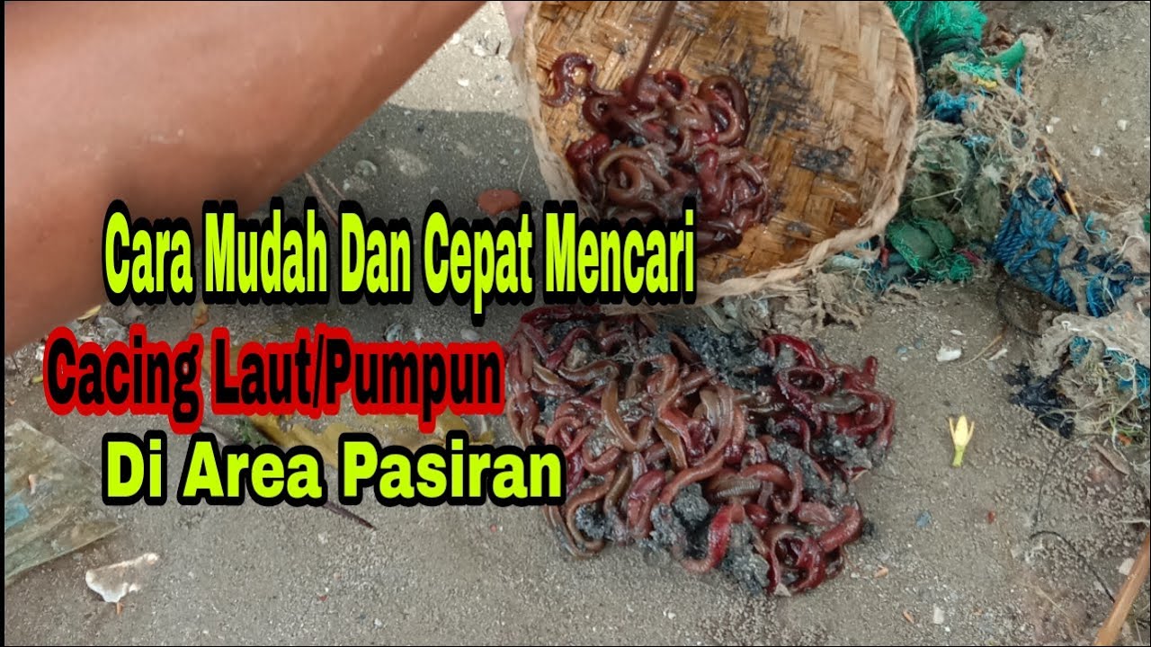 Cara Mudah  Dan Cepat Mencari Cacing Laut/Pumpun Di Area Pasiran