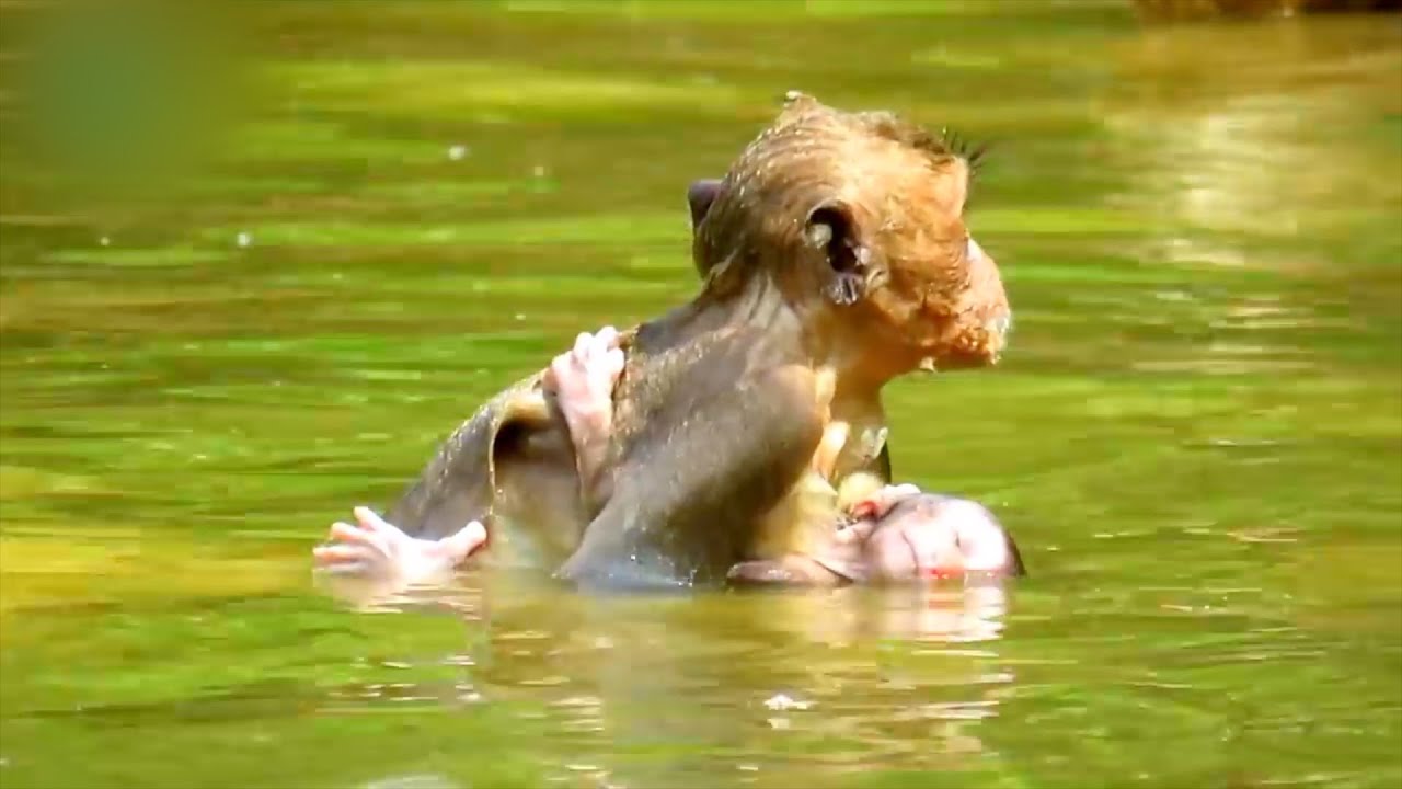 Tiny Baby Monkey Trying Hard To Kidnap Monkey Playing in Water