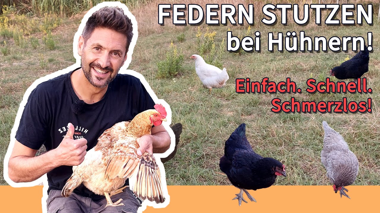 FEDERN STUTZEN bei Hühnern! So macht ihr es RICHTIG. Einfach, SCHNELL und SCHMERZLOS, Anleitung🐓!