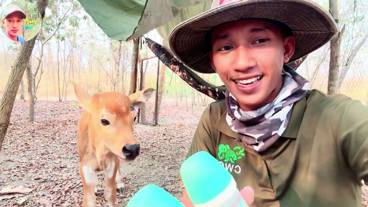 Banteng cub rescued by community group and Cambodia Wildlife Care 🇰🇭អង្គការគាំពារសត្វព្រៃកម្ពុជានឹង👇