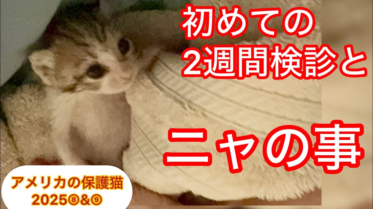 ４匹の子猫も我が家に来て２週間！検診と心配事