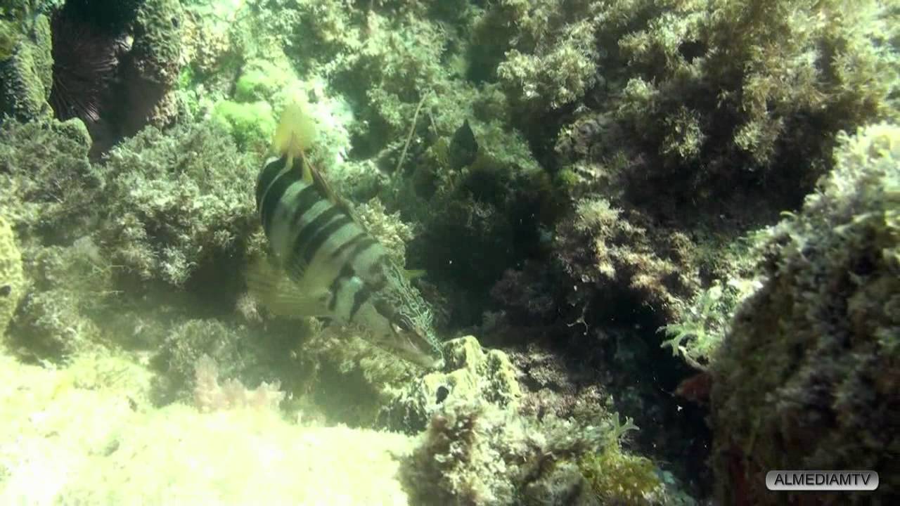 SNORKEL EN CABO DE GATA II: FONDOS ROCOSOS Y PRADERAS DE POSIDONIA