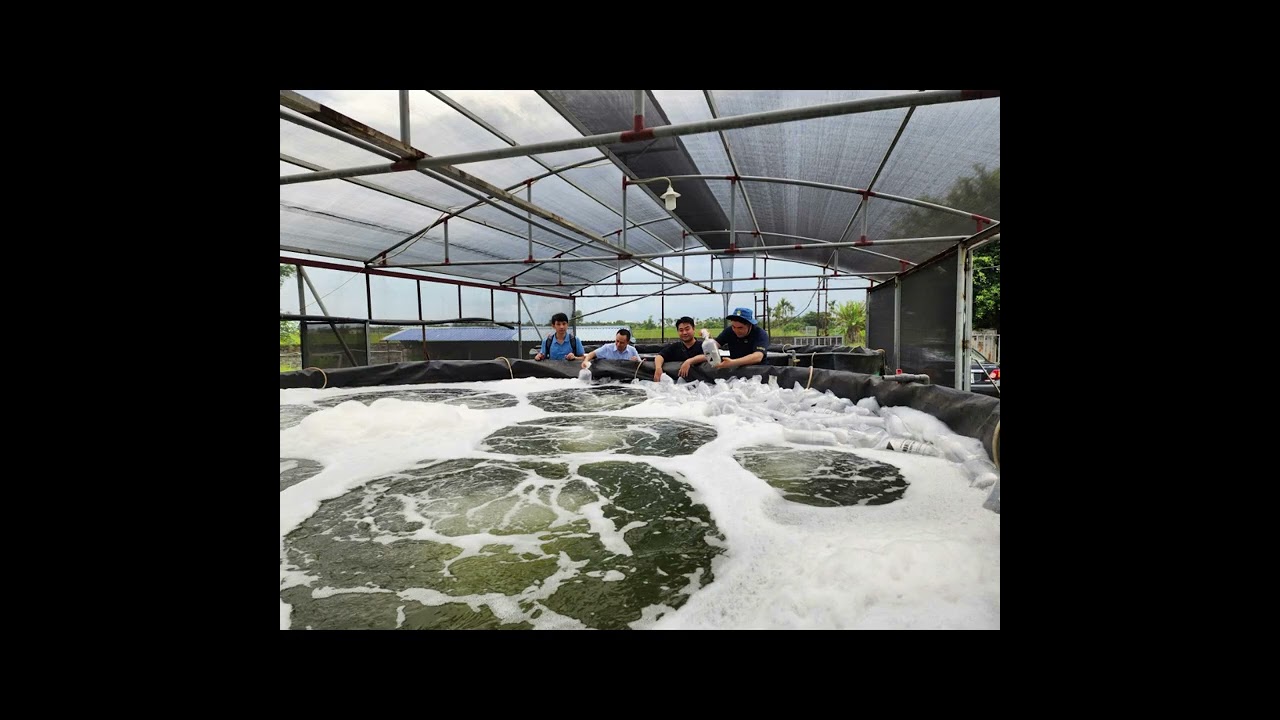 iải pháp nuôi dèo tôm thẻ chân trắng tuần hoàn  bằng công nghệ InAero