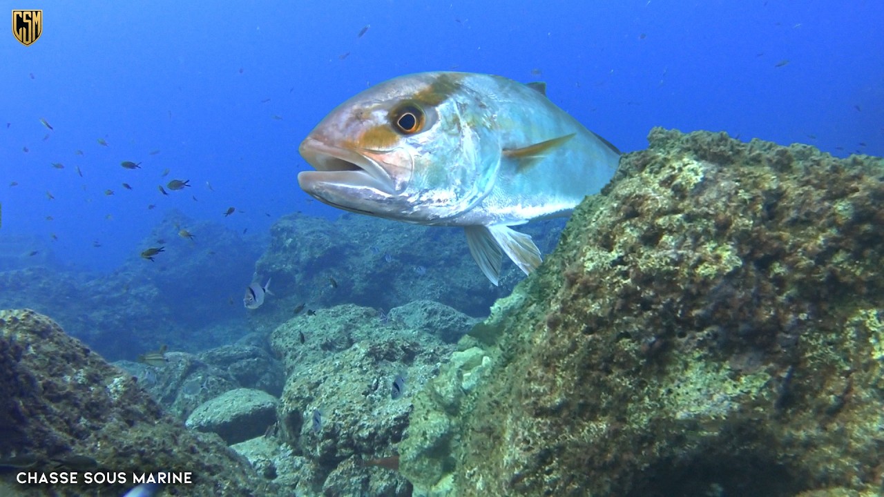 CHASSE SOUS MARINE TOP 6 SPEARFISHING SHOTS 2026