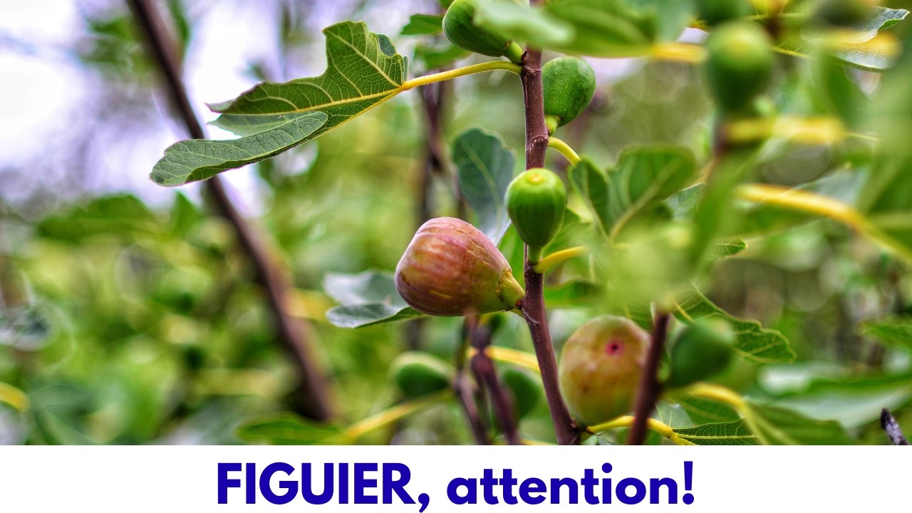 ATTENTION au FIGUIER dans le jardin