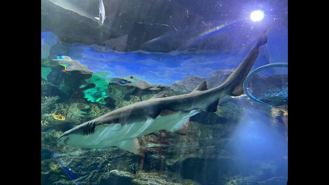 Odysseo Oceanarium, Mauritius 🇲🇺 🦤