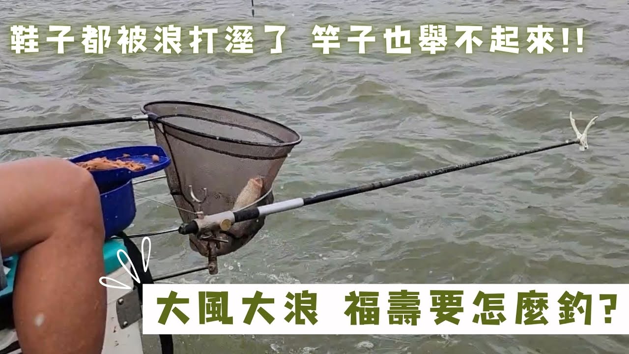 魚戰釣具-20241102大風大浪，福壽魚又不咬怎麼辦呢？ 教你大絕招！