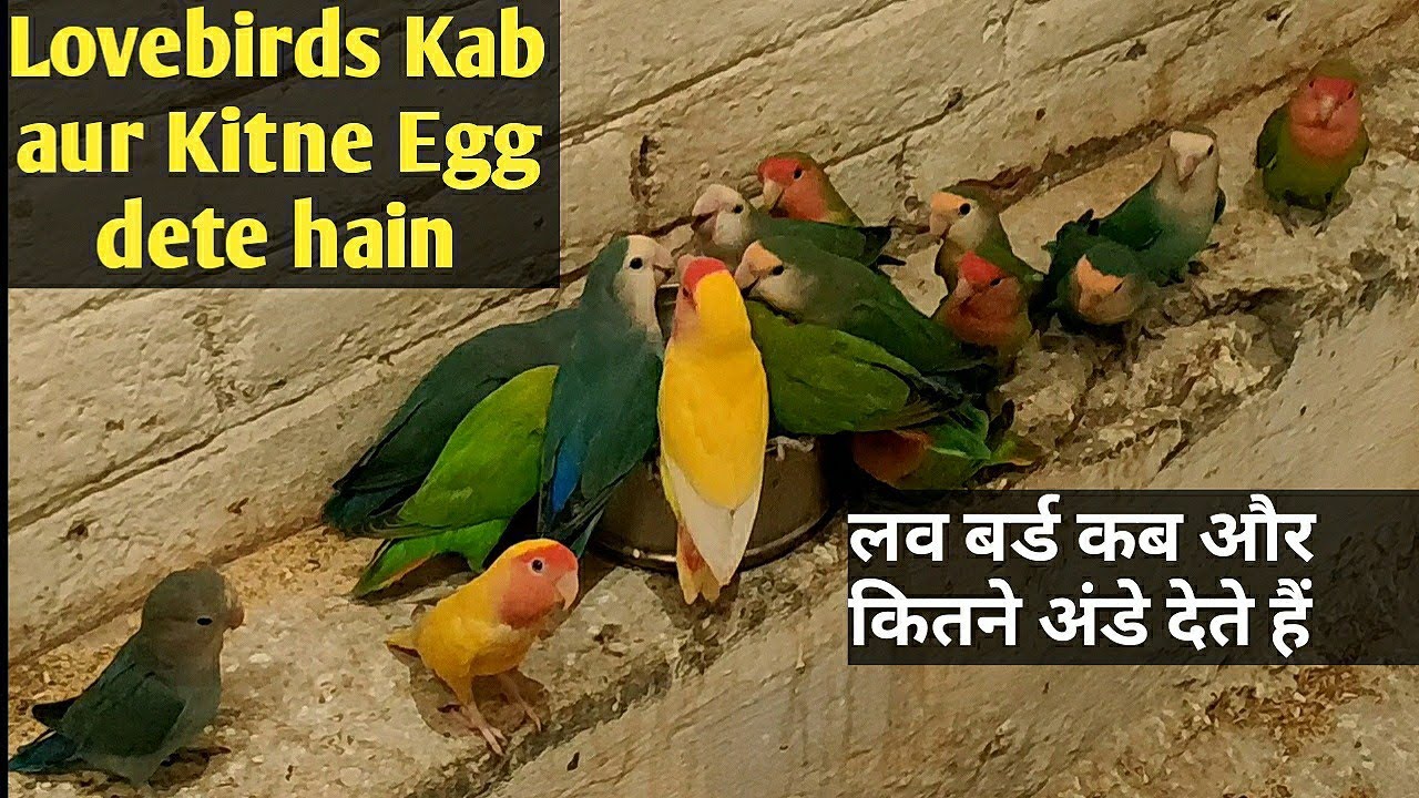 African Lovebirds Kab aur kitne Eggs Dete hain
