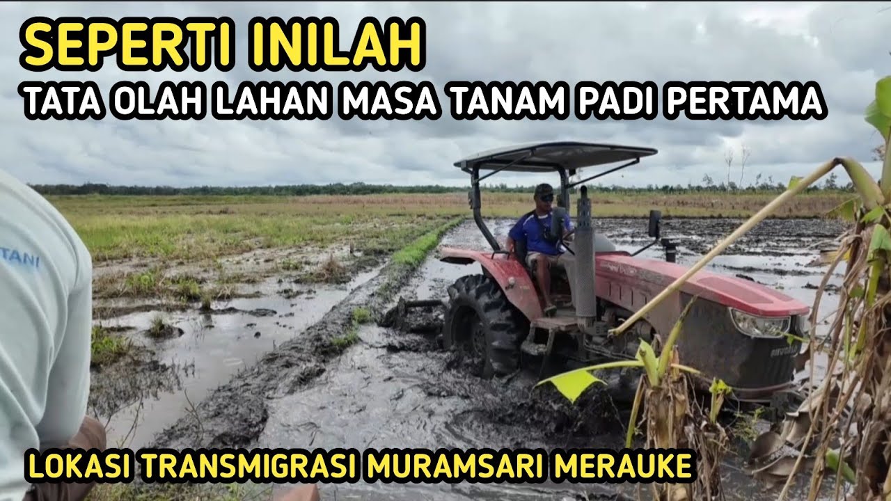 SEPERTI INILAH KEGIATAN PENGOLAHAN LAHAN UNTUK MASA TANAM 1.TRANSMIGRASI MURAMSARI MERAUKE