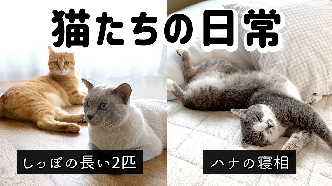 【猫たちの日常】ハナの寝相 / しっぽの長い2匹/ 久しぶりの近所の子