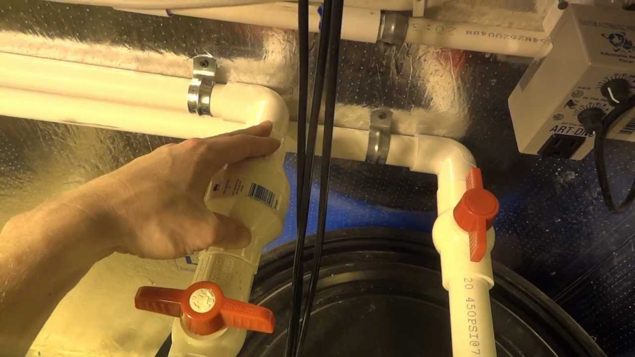 Room A - Blue Dream Cannabis Grow - Veg