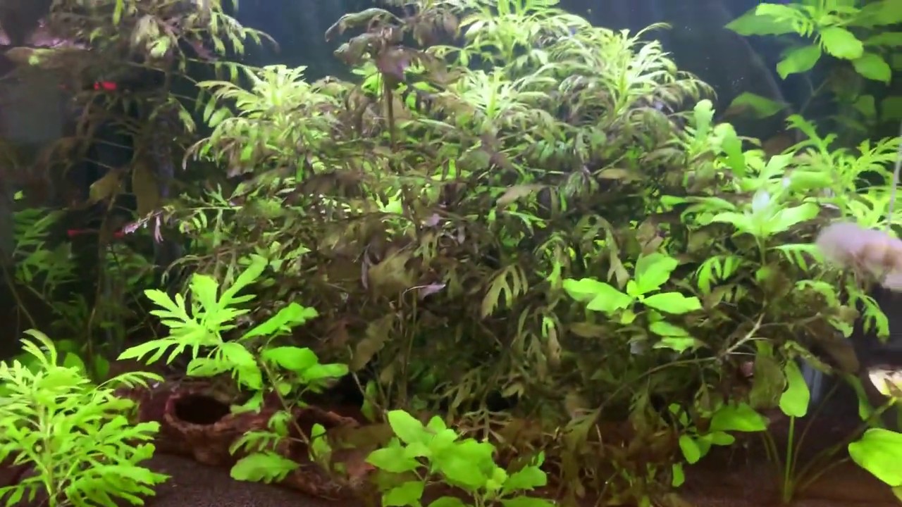 How to improve your plants going brown