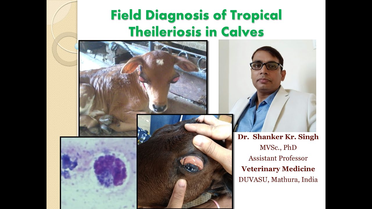 थैलेरिओसिस का फील्ड में कैसे करें सही पहचान ?  #Diagnosis of Calf Theileriosis by Symptoms